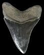 Serrated, Megalodon Tooth - Georgia #70040-1
